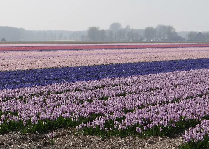 La Vida 住宿加早餐酒店 3*