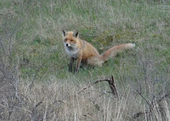 La Vida 海边的艾格蒙特