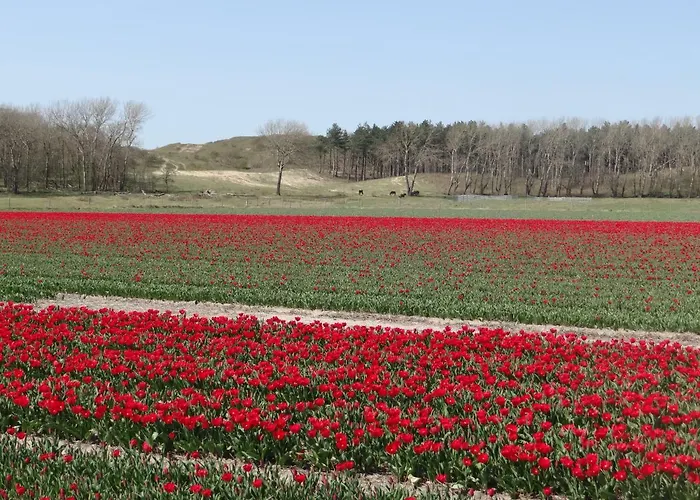 La Vida Egmond aan Zee